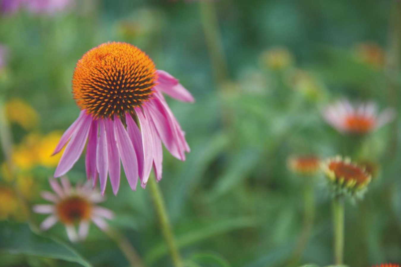 Events & Plant Sales Forrest Keeling Nursery