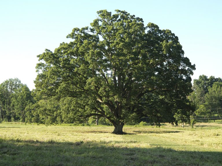 Native Oaks and Hickories for Conservation and Agroforestry