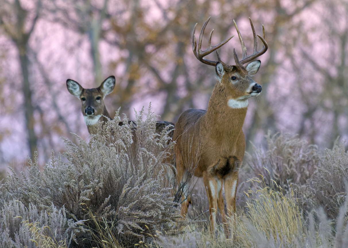 Habitat Growing for Deer and Upland Birds