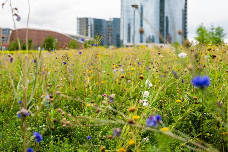 Why Some Campuses are Replacing Turf Areas with Meadows