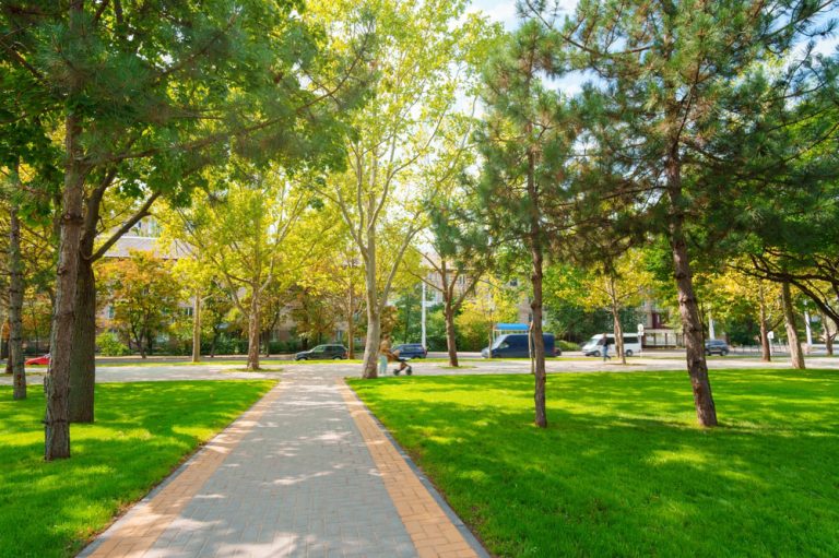 Urban trees can reduce summer heat deaths by 40%