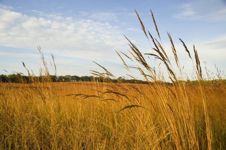 How Native Plants Are Used in Phytoremediation