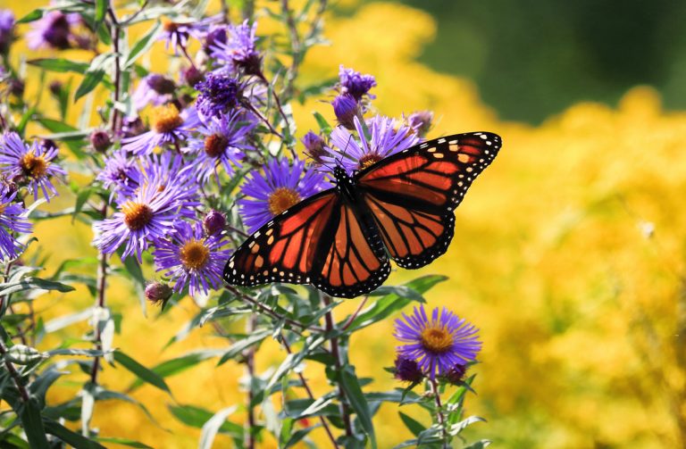 Functional native landscape combines beauty, sustainability and wildlife value