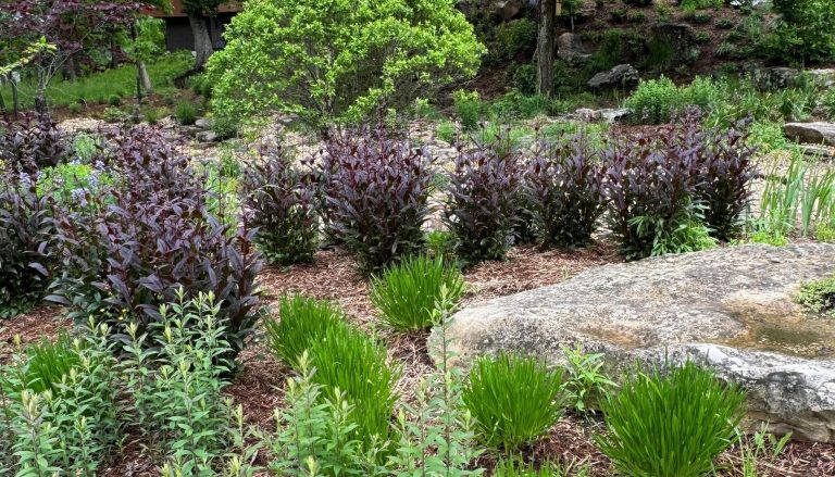 Create a Solution-Based Landscape with Native Plants Or…What Will the Neighbors Think?