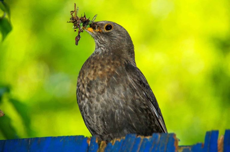 The Power of a Backyard Ecosystem Restoration 