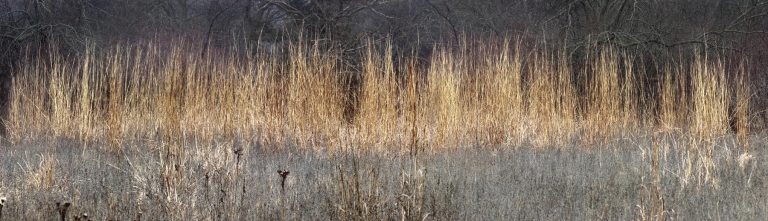 Native grasses and sedges offer landscape solutions