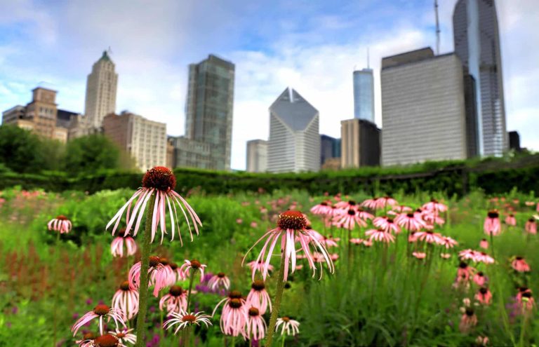 Five Benefits of Using Native Plants in Home and Commercial Landscapes