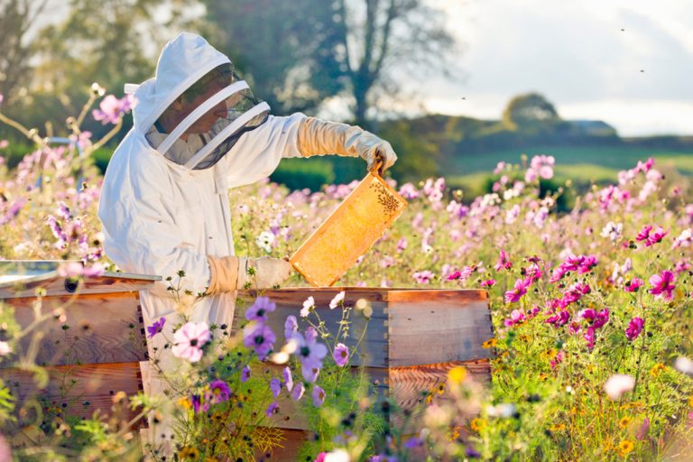 Bee the Change – understanding neonicotinoids and protecting pollinators