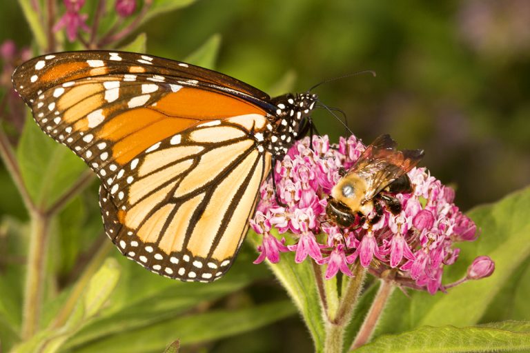 Supporting Pollinators