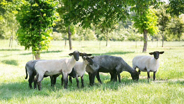 Embracing Silvopasture: A Path to Resilient, Productive Farms