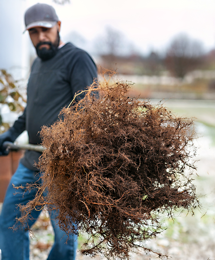 The First 90 Days After Planting: