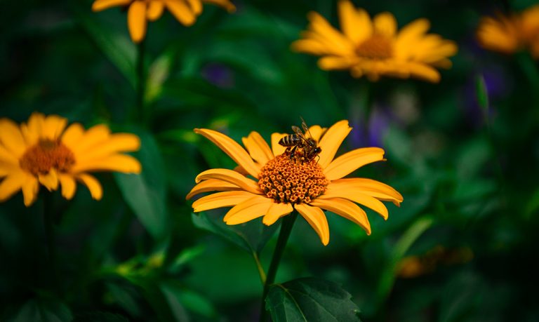 Designing Pollinator Landscapes That Work