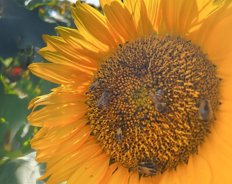 Honeybees Are Important. Native Pollinators Are Essential.